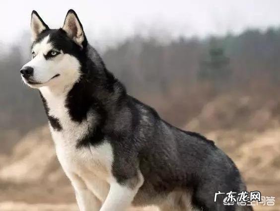 女生养什么宠物好？