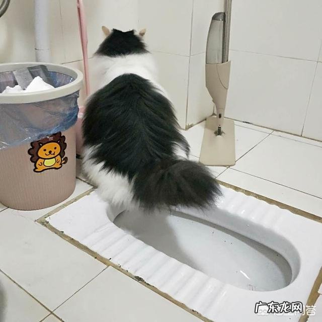 女生养什么宠物好？