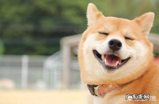 女生养什么宠物好？