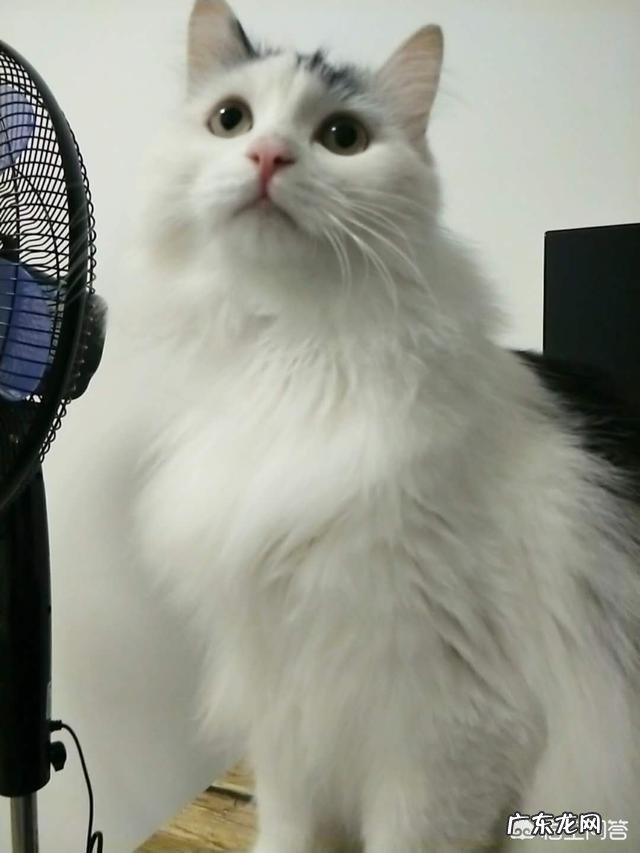 女生养什么宠物好？