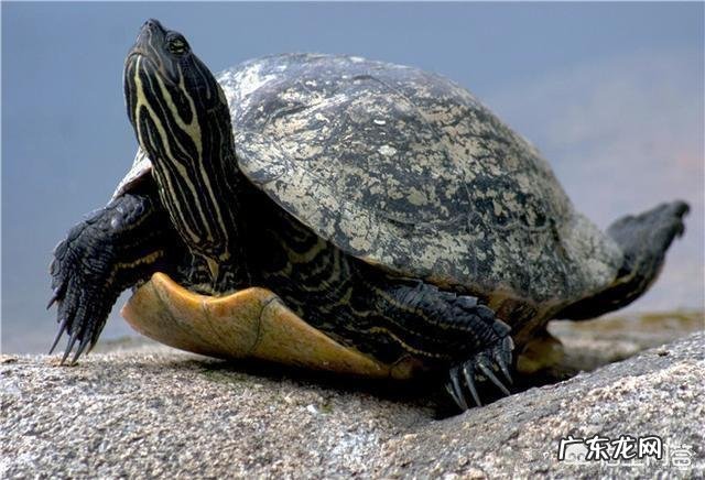 女生养什么宠物好？