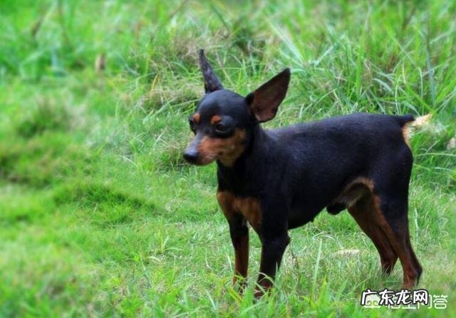 女生养什么宠物好？