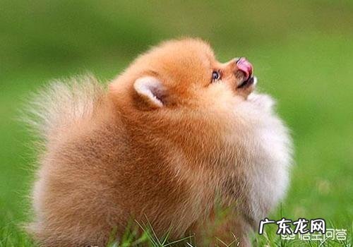 女生养什么宠物好？