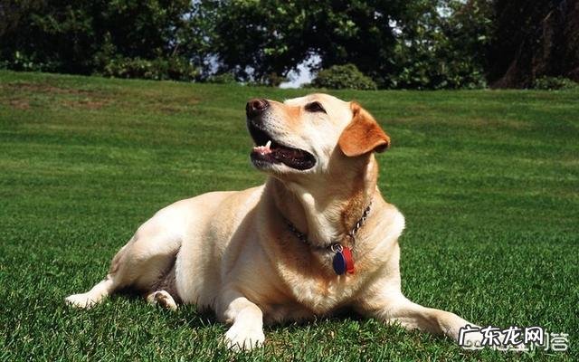 女生养什么宠物好？