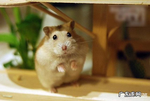 女生养什么宠物好？