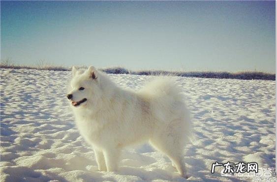 女生养什么宠物好？