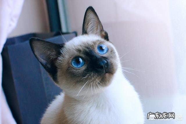 女生养什么宠物好？