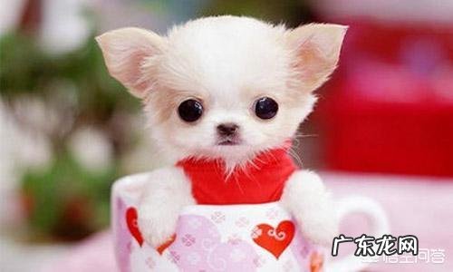 女生养什么宠物好？