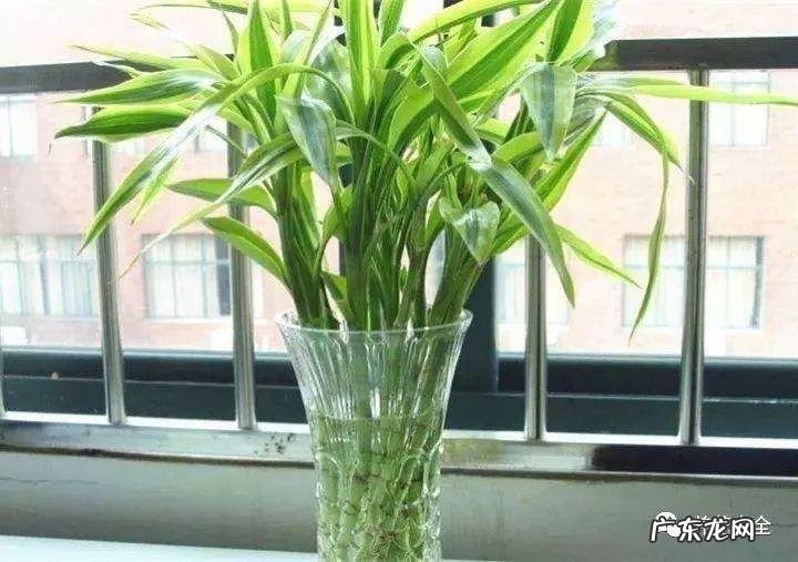 客厅放什么植物最好风水 客厅里摆放什么植物好风水