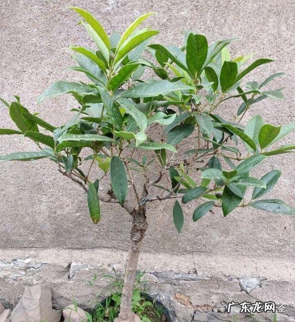 客厅放什么植物最好风水 客厅里摆放什么植物好风水