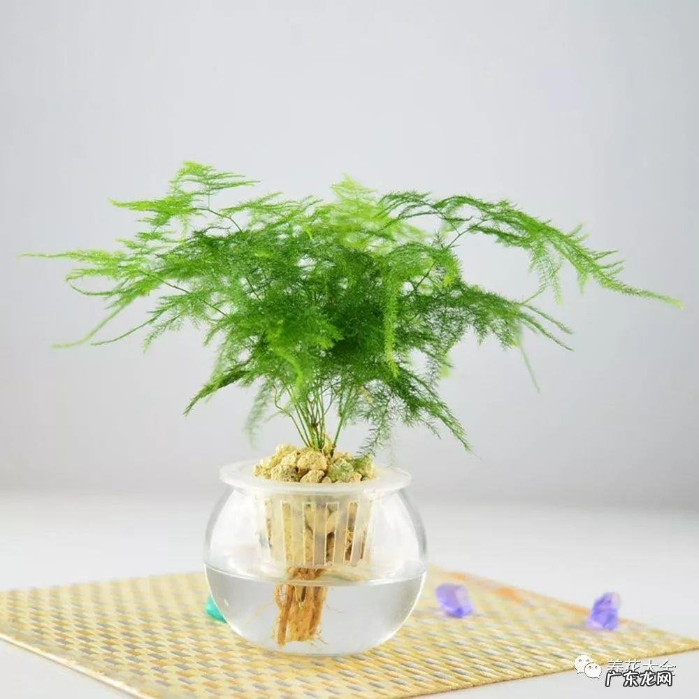 客厅放什么植物最好风水 客厅里摆放什么植物好风水