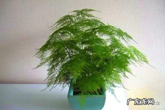 客厅放什么植物最好风水 客厅里摆放什么植物好风水