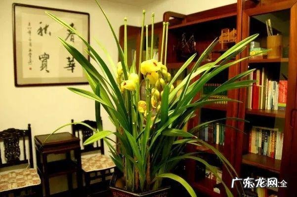 客厅放什么植物最好风水 客厅里摆放什么植物好风水