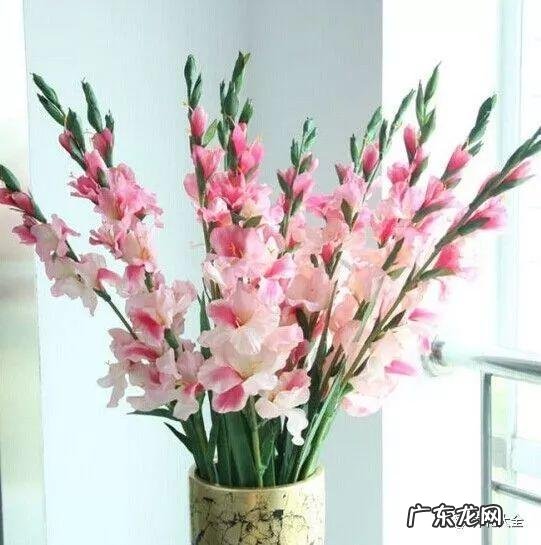 客厅放什么植物最好风水 客厅里摆放什么植物好风水