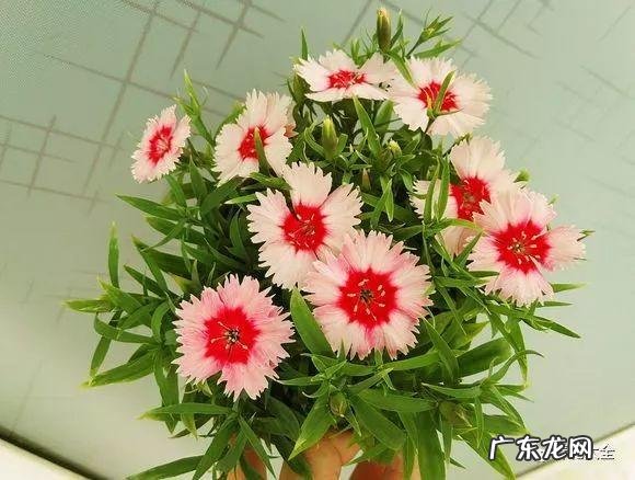 客厅放什么植物最好风水 客厅里摆放什么植物好风水