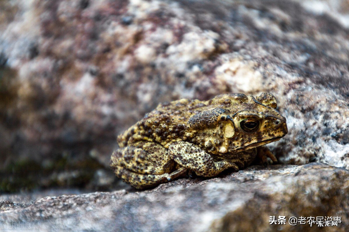 农村老家常有蟾蜍进门好事还是坏事用啥方法能避免蟾蜍进门 坐北朝南阳宅院子里癞蛤蟆风水