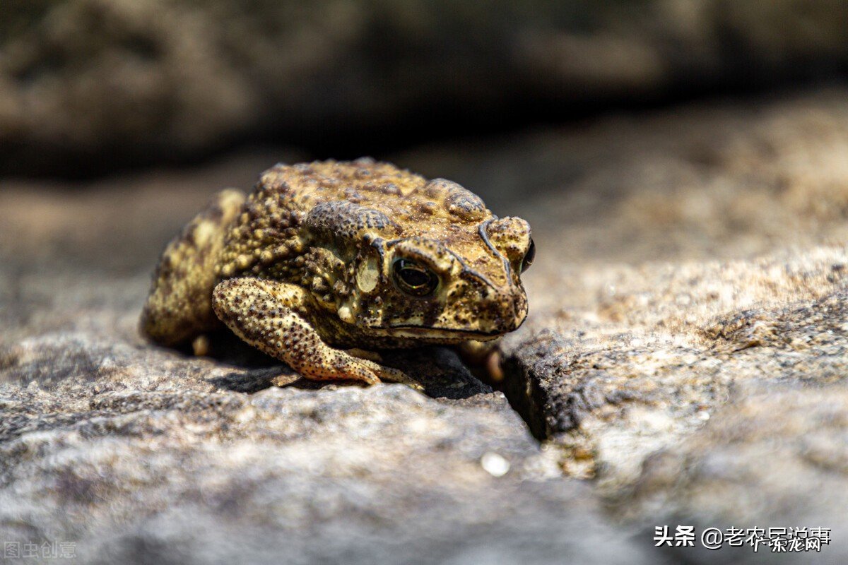 农村老家常有蟾蜍进门好事还是坏事用啥方法能避免蟾蜍进门 坐北朝南阳宅院子里癞蛤蟆风水