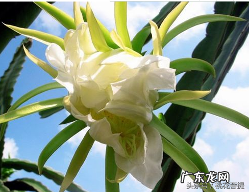 易经告诉你阳台上养七种植物可以旺财 家里阳台种什么蔬菜比较好