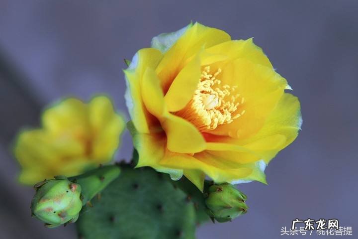 易经告诉你阳台上养七种植物可以旺财 家里阳台种什么蔬菜比较好