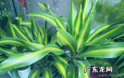 易经告诉你阳台上养七种植物可以旺财 家里阳台种什么蔬菜比较好