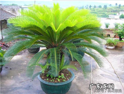 易经告诉你阳台上养七种植物可以旺财 家里阳台种什么蔬菜比较好