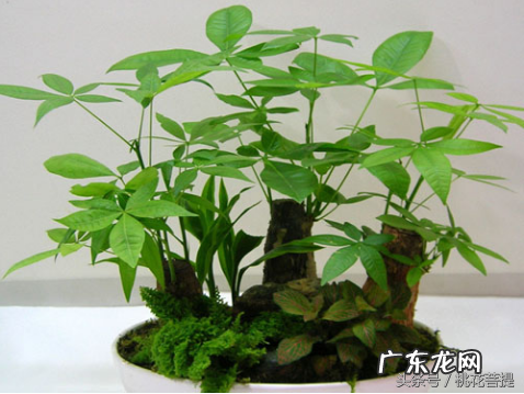 易经告诉你阳台上养七种植物可以旺财 家里阳台种什么蔬菜比较好