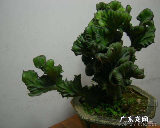 易经告诉你阳台上养七种植物可以旺财 家里阳台种什么蔬菜比较好