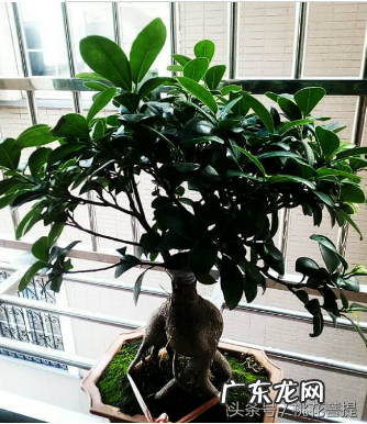 易经告诉你阳台上养七种植物可以旺财 家里阳台种什么蔬菜比较好