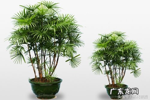易经告诉你阳台上养七种植物可以旺财 家里阳台种什么蔬菜比较好