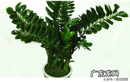 易经告诉你阳台上养七种植物可以旺财 家里阳台种什么蔬菜比较好