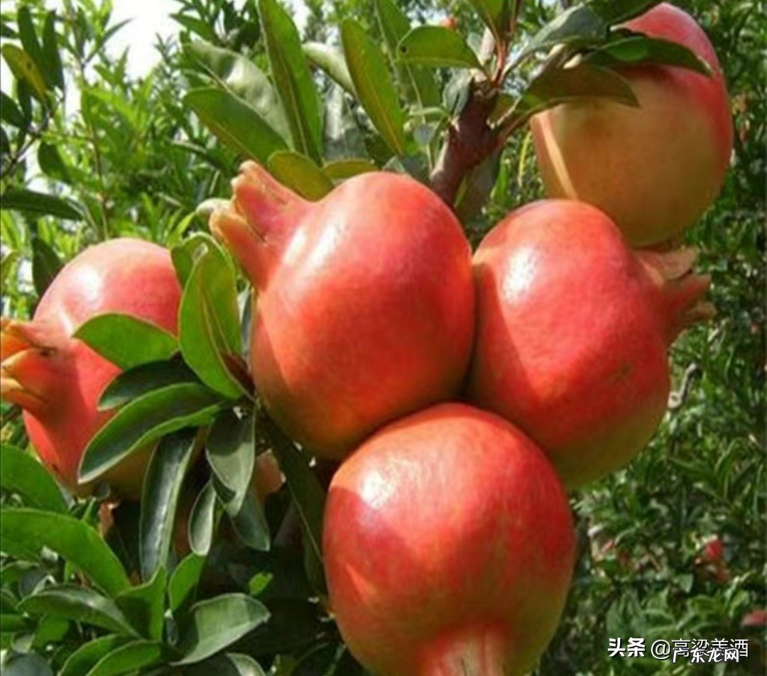 寓意吉祥的庭栽风水植物石榴树 阳宅院子榴草风水