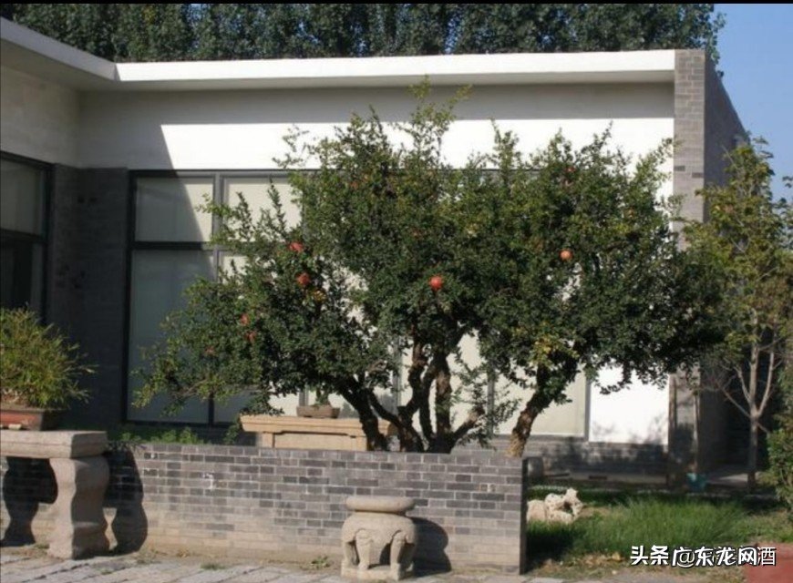 寓意吉祥的庭栽风水植物石榴树 阳宅院子榴草风水