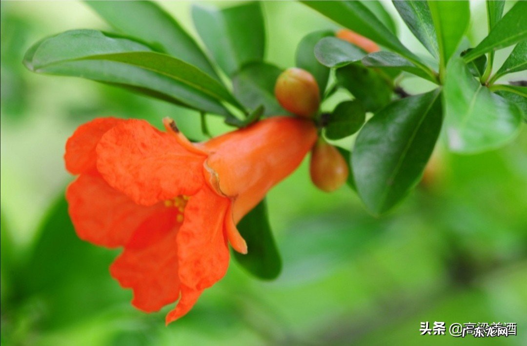 寓意吉祥的庭栽风水植物石榴树 阳宅院子榴草风水