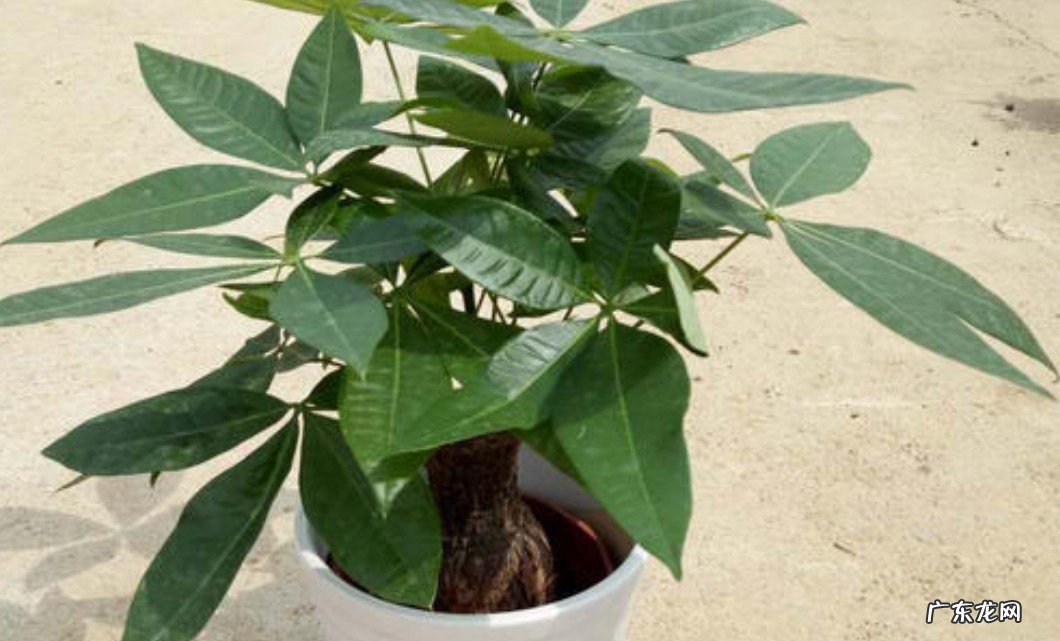 客厅适合放什么植物