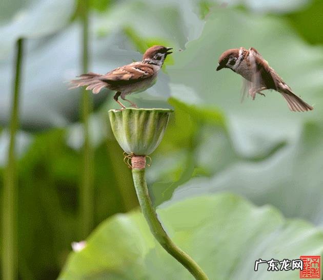 明明没有龙这种生物,为什么中西方传说中都有关于龙的记载?