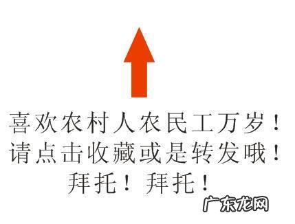 知了是害虫还是益虫,它吃什么?