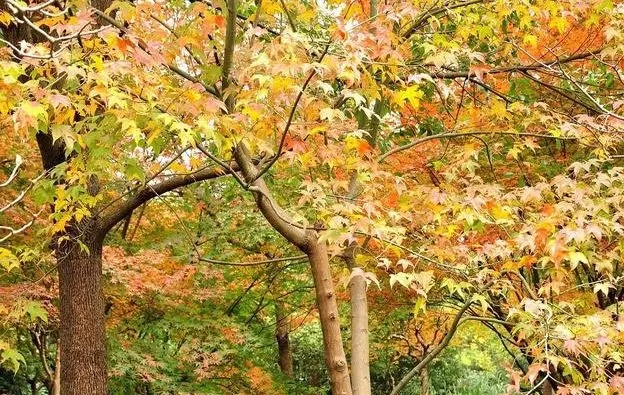 正能量的激励人的句子:持之以恒的奋斗,才是实现梦想的必由之路 持之以恒造句大全