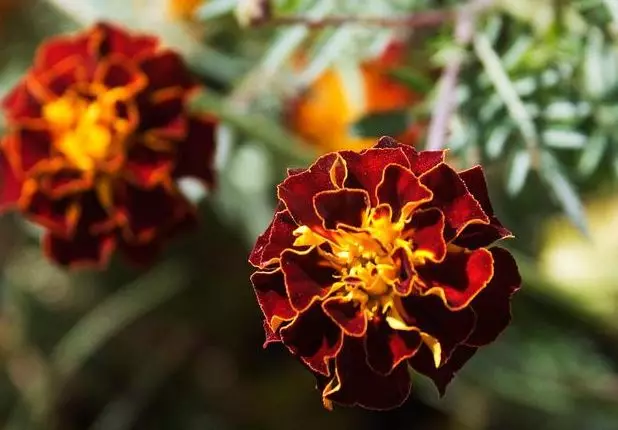 正能量的激励人的句子:持之以恒的奋斗,才是实现梦想的必由之路 持之以恒造句大全