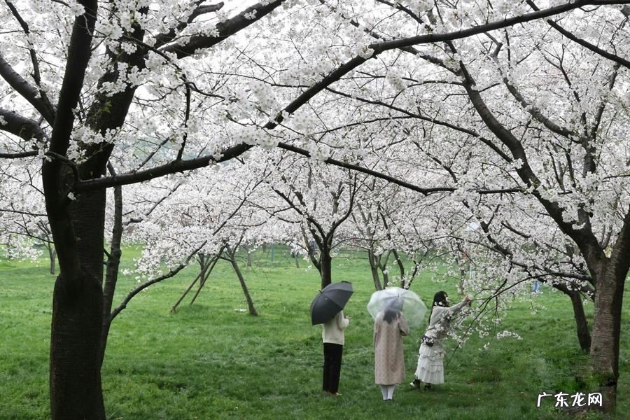 清明节诗句和谚语你知道多少?看看你一定惊讶! 关于清明节的名言名语