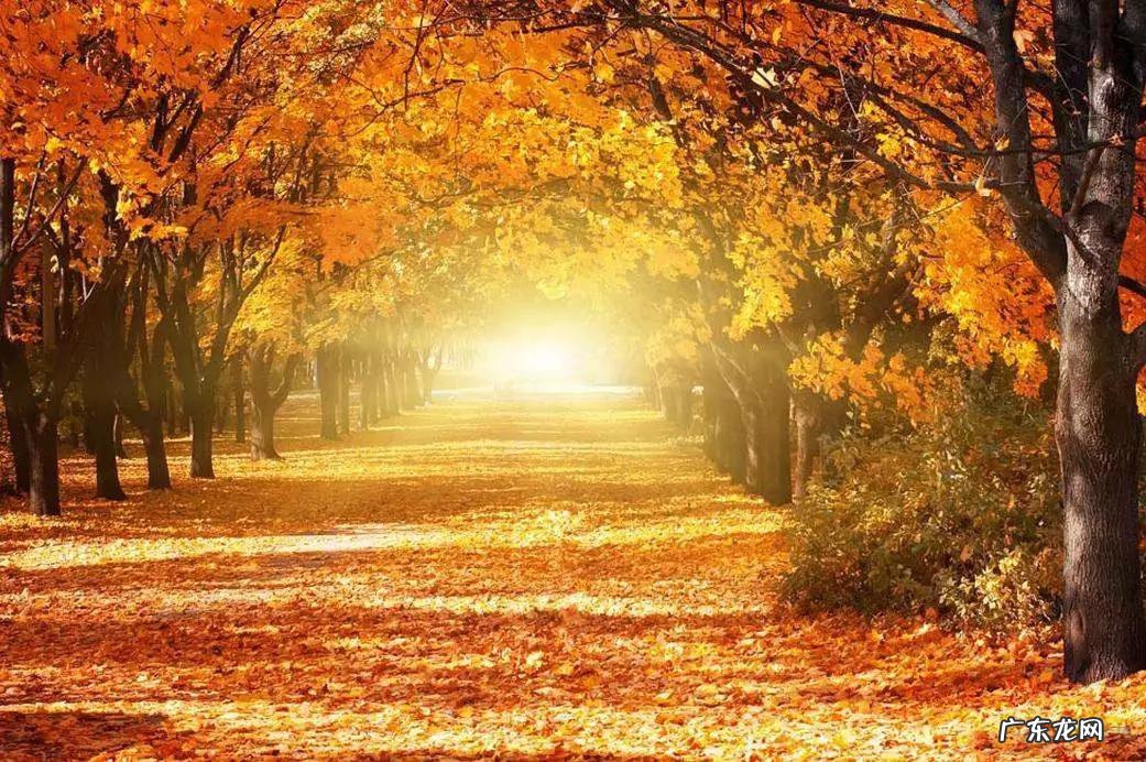 描写秋天的日记