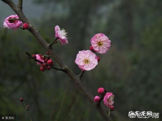 农村人说的“寡妇年”是什么意思?2019是不是“寡妇年”?