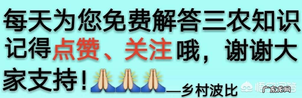 农村人说的“寡妇年”是什么意思？2019是不是“寡妇年”？