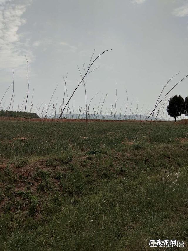 《活着》这本书你们读过没有,你的读后感是什么?