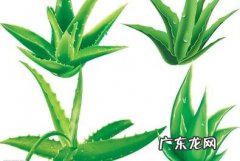 芦荟美容抗衰老怎么用效果最好？
