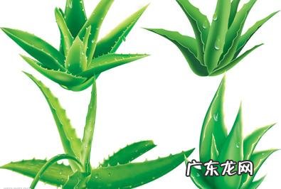 芦荟美容抗衰老怎么用效果最好?