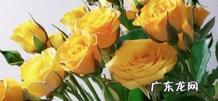 送女人黄玫瑰表示什么 送女人黄玫瑰表示什么意义