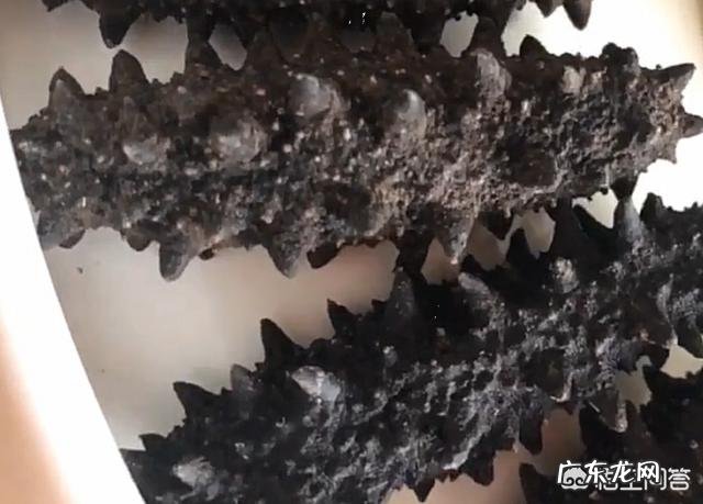 孕妇可以吃海参吗怀孕吃海参要注意什么?