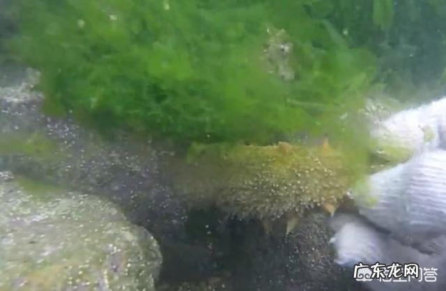 孕妇可以吃海参吗怀孕吃海参要注意什么?