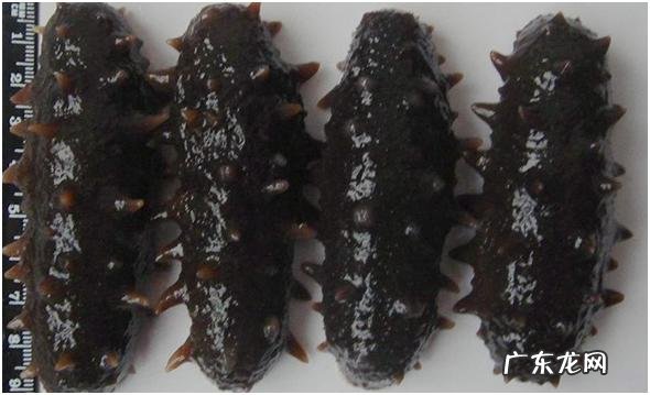 孕妇可以吃海参吗怀孕吃海参要注意什么?