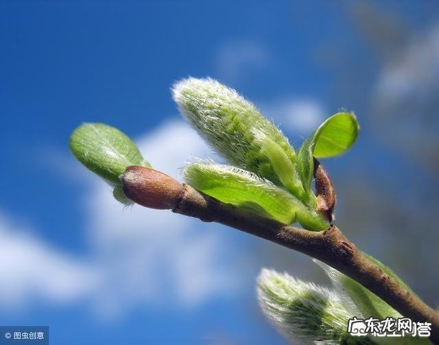 每年农村的三月份都有哪些野菜可以食用?为什么近些年农村野菜市场是如此的受欢迎呢?